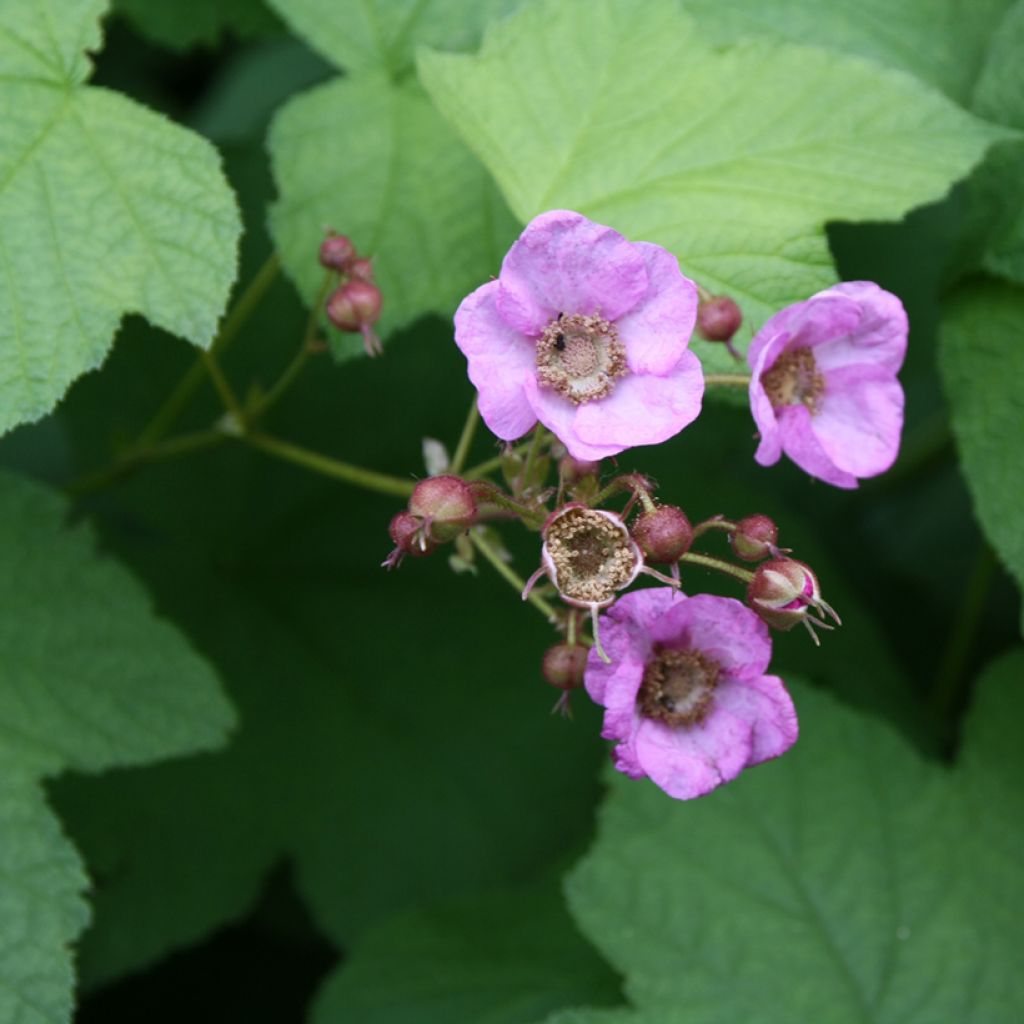 Rubus odoratus - Ronce d'ornement