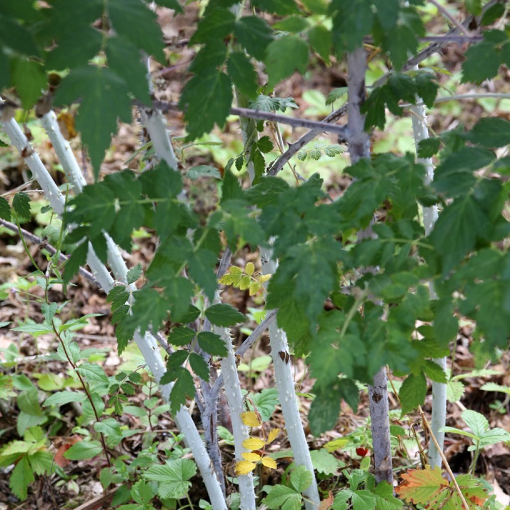 Rubus thibetanus Silver Fern - Ronce d'ornement