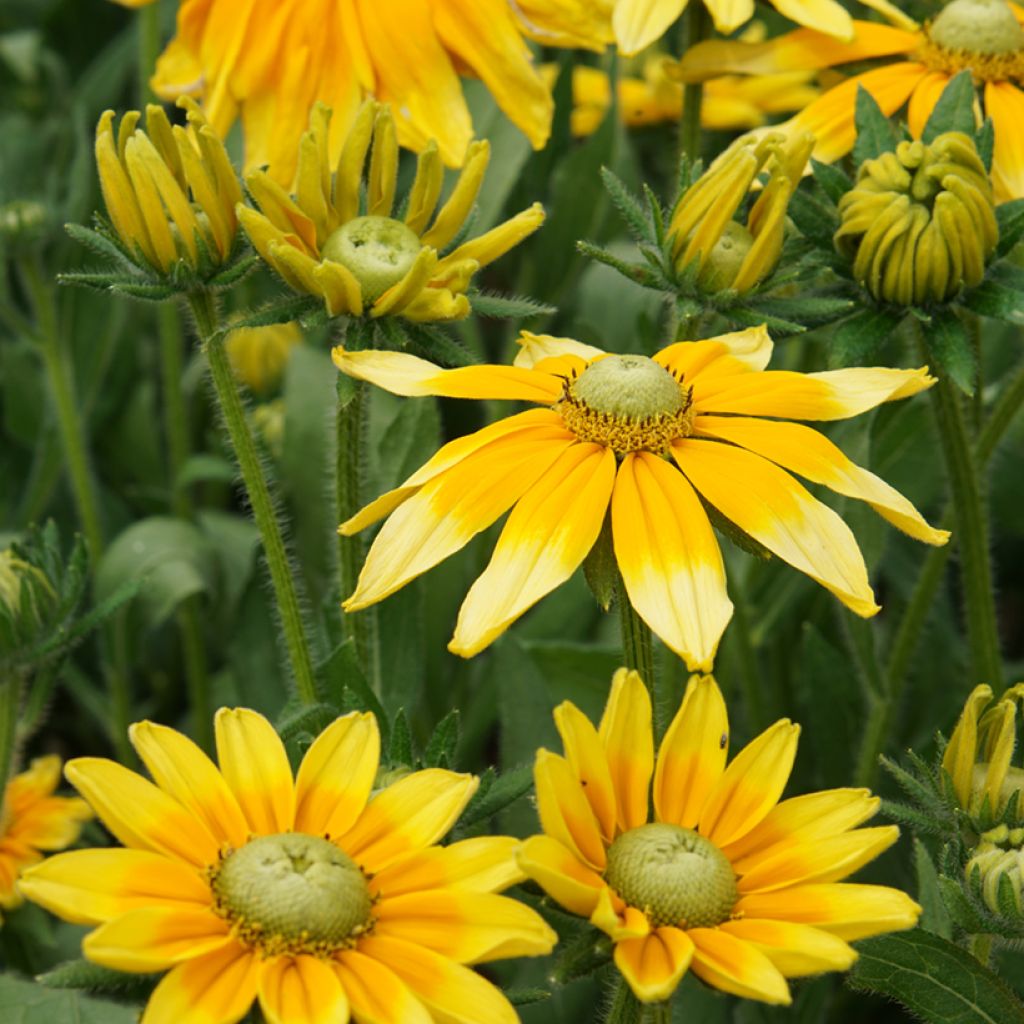 Rudbeckia annuel Prairie Sun