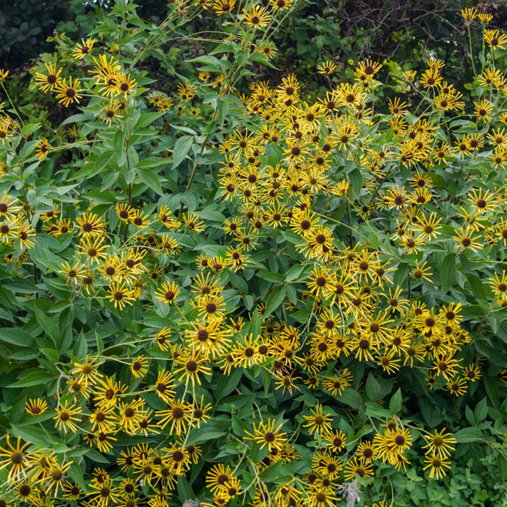 Rudbeckia subtomentosa Henry Eilers