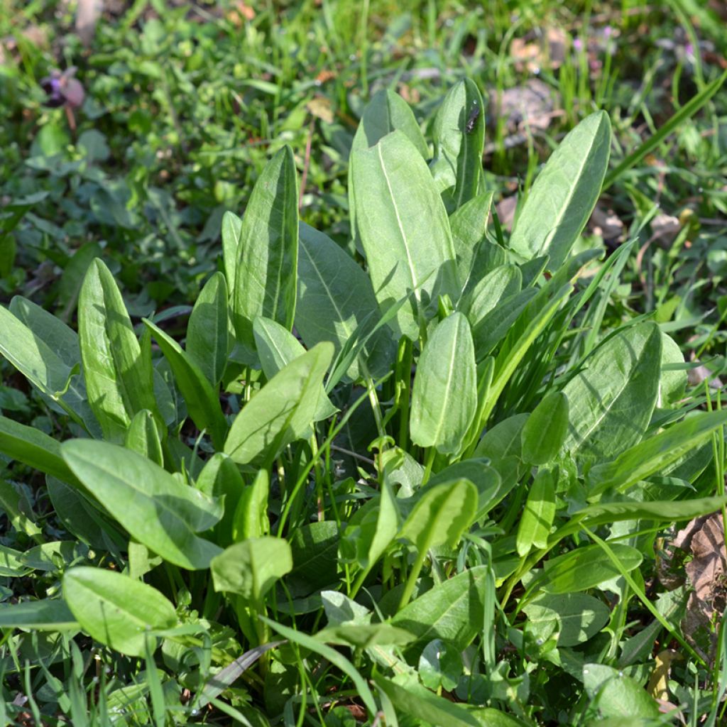 Oseille sauvage - Rumex acetosa