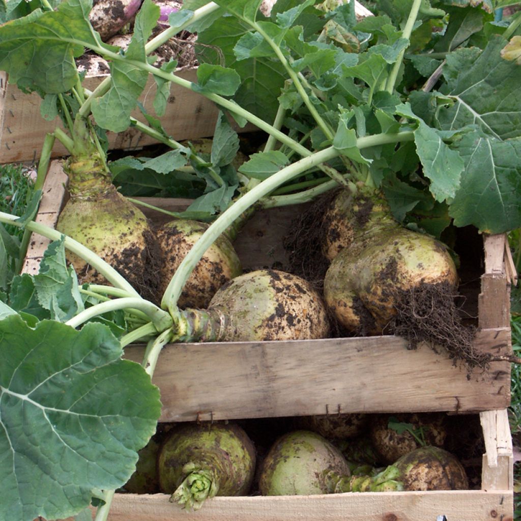 Rutabaga Wilhemsburger (à collet vert) - Vilmorin