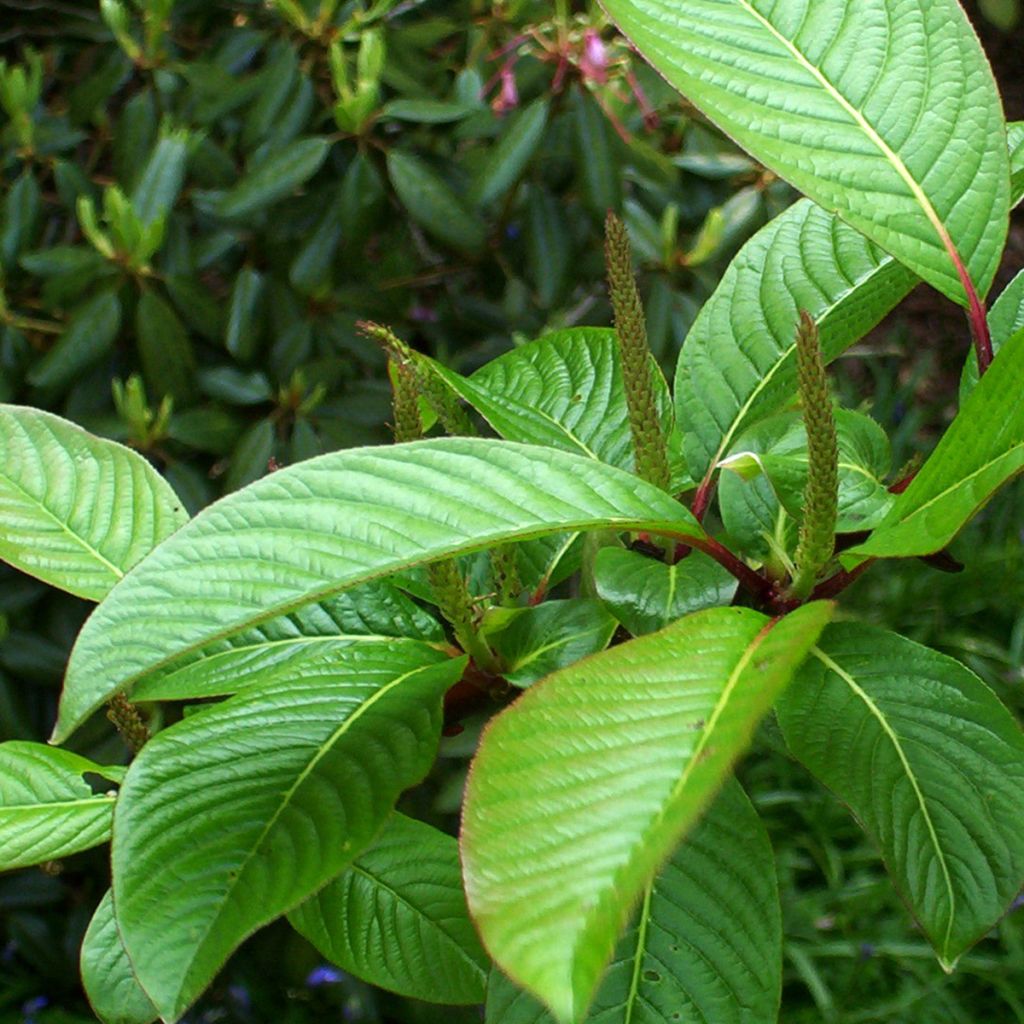 Salix moupinensis - Saule chinois arbustif