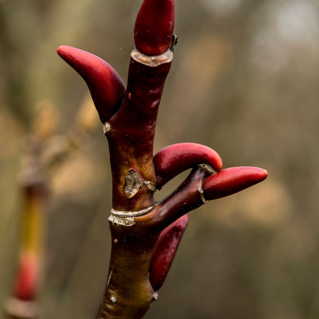 Salix moupinensis - Saule chinois arbustif