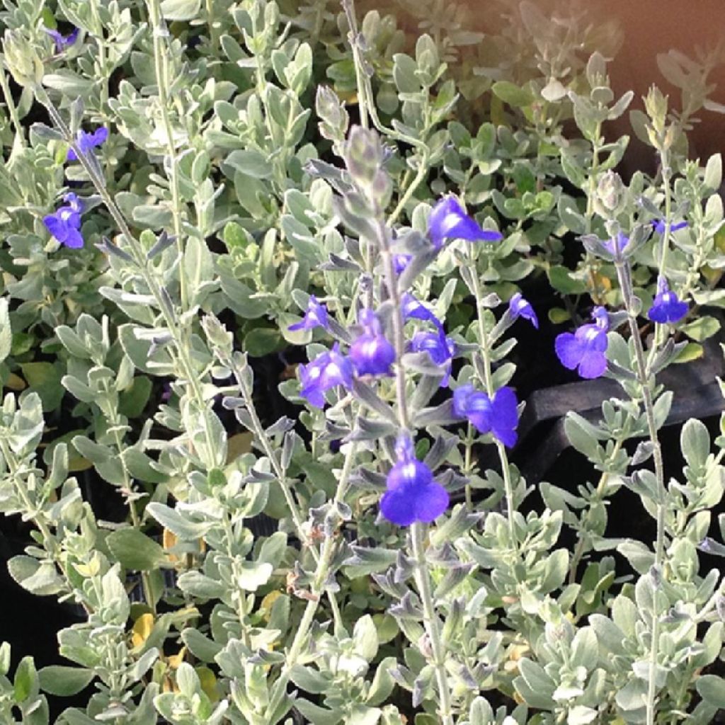 Sauge germandrée - Salvia chamaedryoides var. isochroma