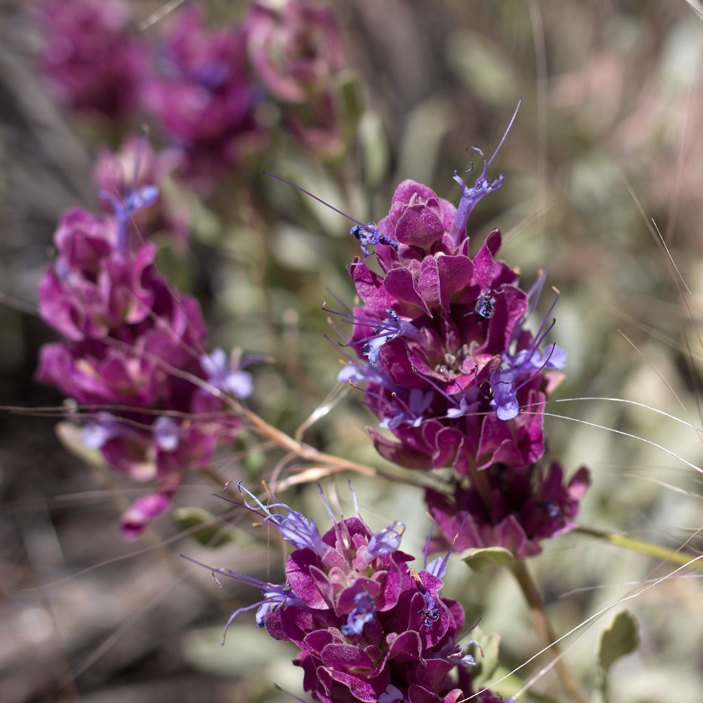 Sauge du désert - Salvia pachyphylla