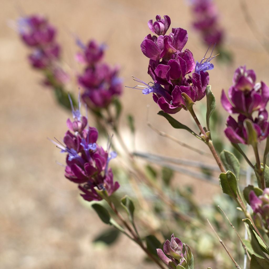 Sauge du désert - Salvia pachyphylla