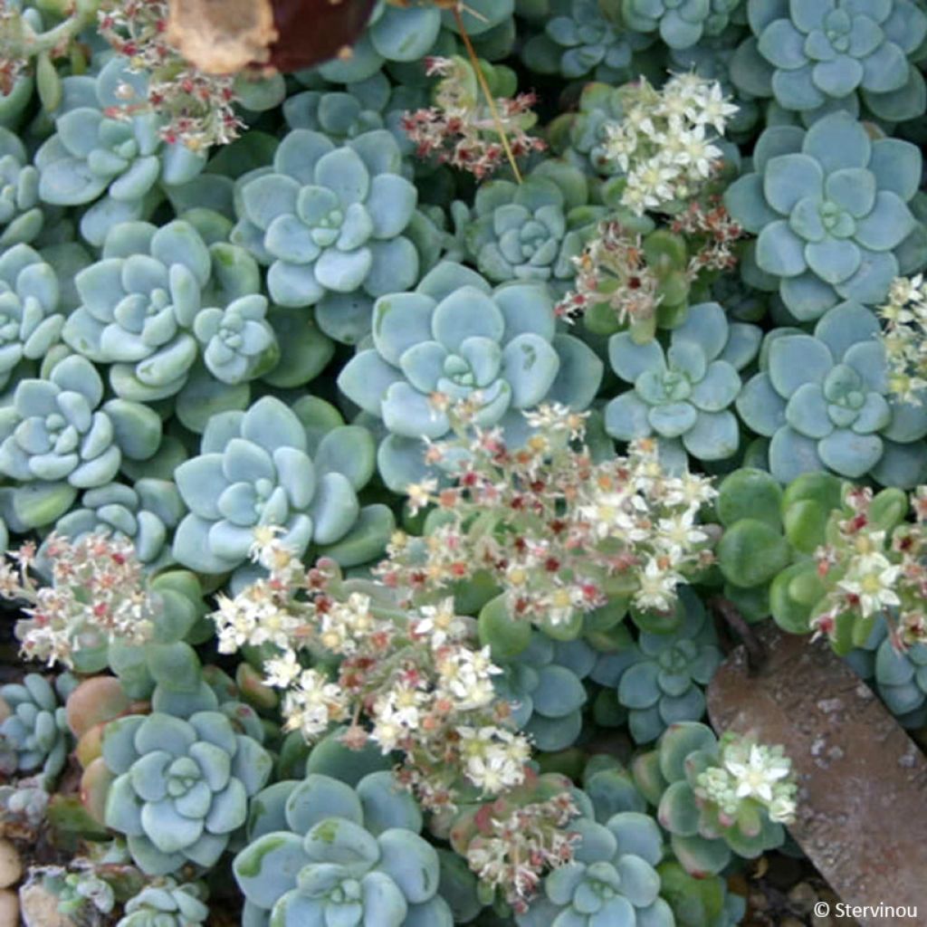 Sedum clavatum - Orpin mexicain