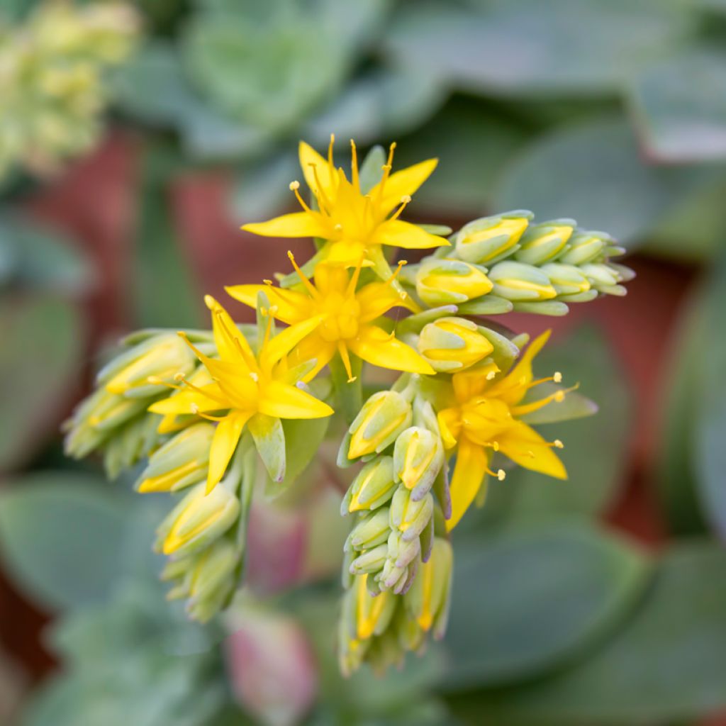 Sedum palmeri - Orpin de Palmer