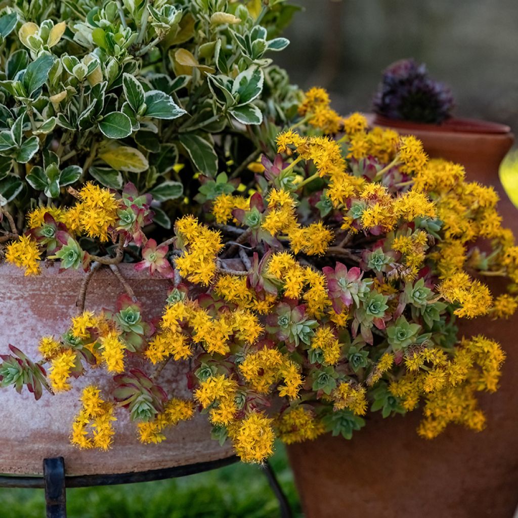 Sedum palmeri - Orpin de Palmer