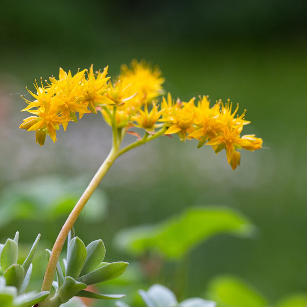 Sedum palmeri - Orpin de Palmer