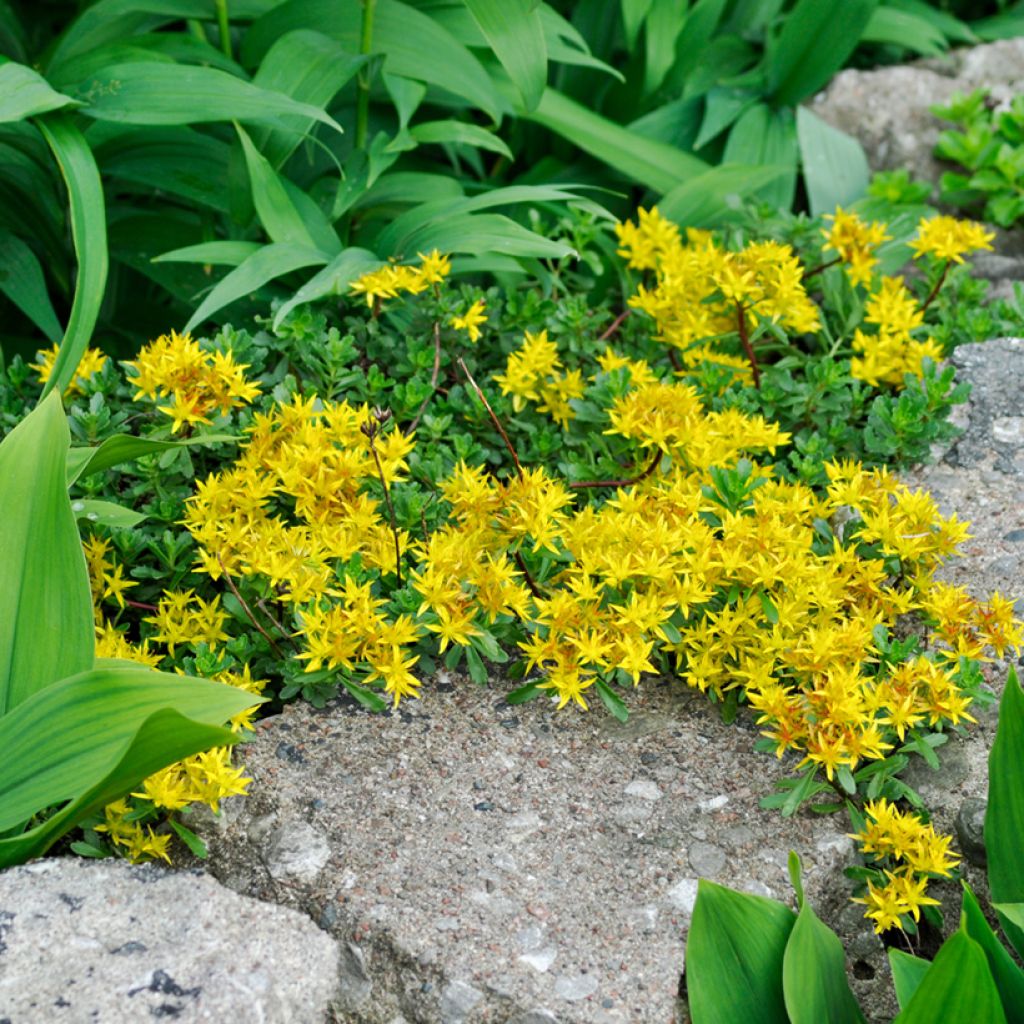 Sedum palmeri - Orpin de Palmer