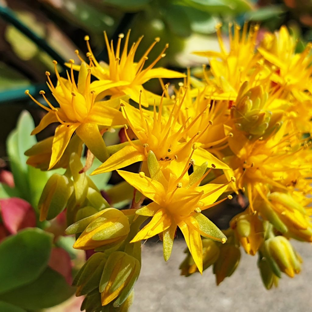 Sedum palmeri - Orpin de Palmer