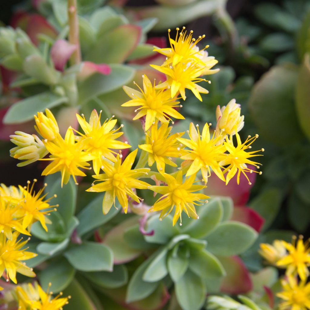 Sedum palmeri - Orpin de Palmer