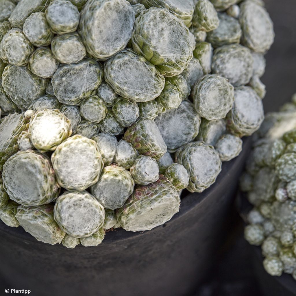 Sempervivum Colorockz Arctic White - Joubarbe toile-d'araignée