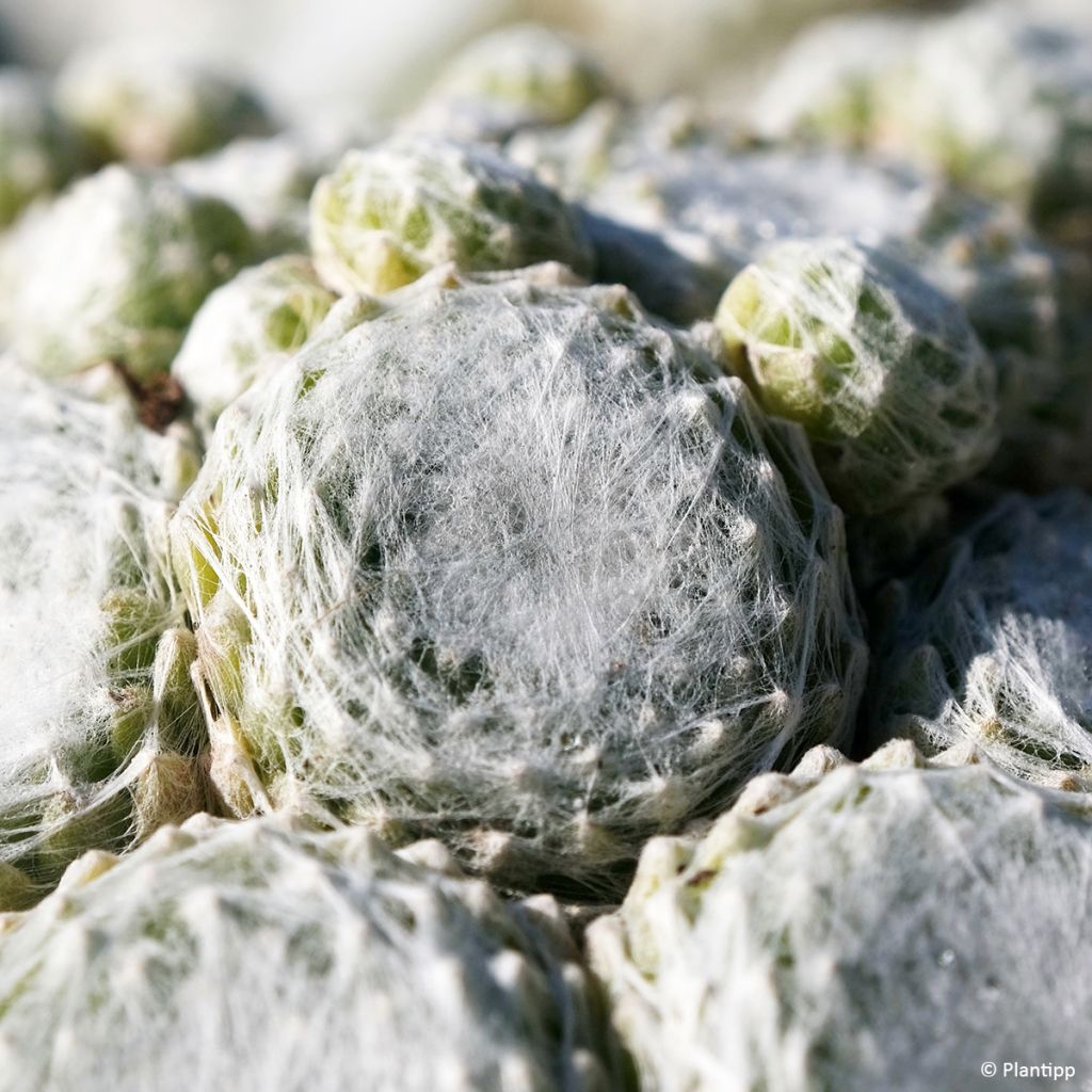 Sempervivum Colorockz Arctic White - Joubarbe toile-d'araignée