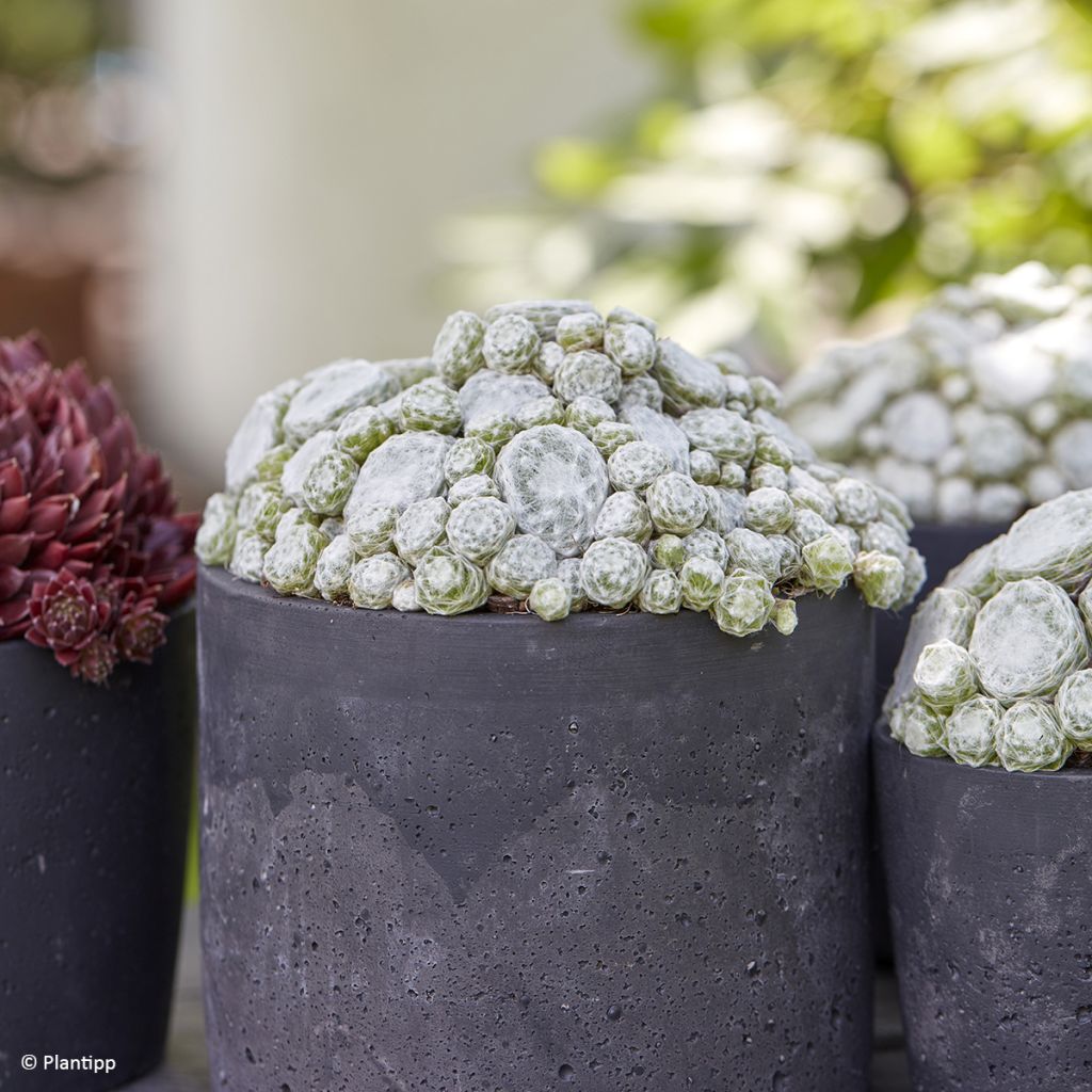 Sempervivum Colorockz Arctic White - Joubarbe toile-d'araignée