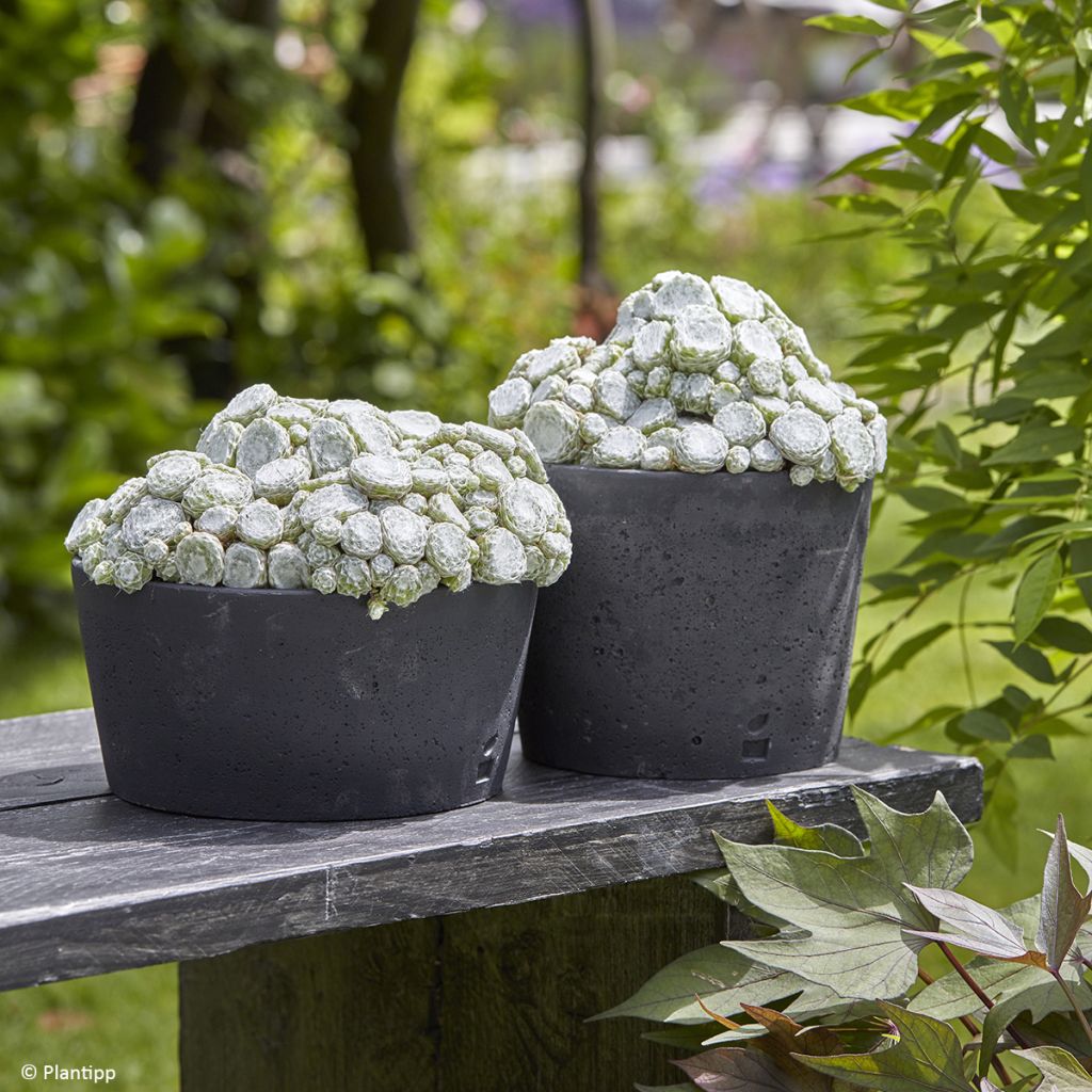 Sempervivum Colorockz Arctic White - Joubarbe toile-d'araignée