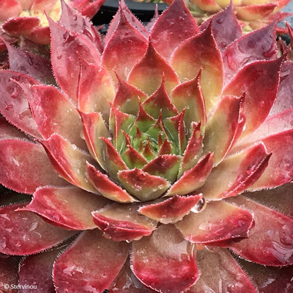 Sempervivum Chick Charms Butterscotch Baby - Joubarbe