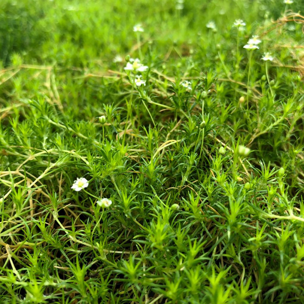 Sagina subulata Scottish Moss - Sagine subulée