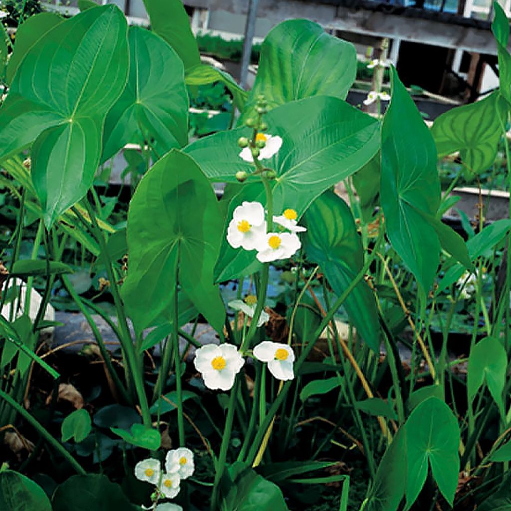 Sagittaria latifolia - Sagittaire à larges feuilles