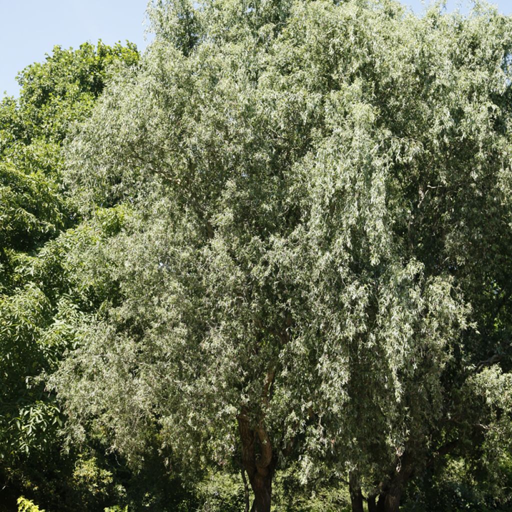 Saule blanc tortueux - Salix alba Dart's Snake