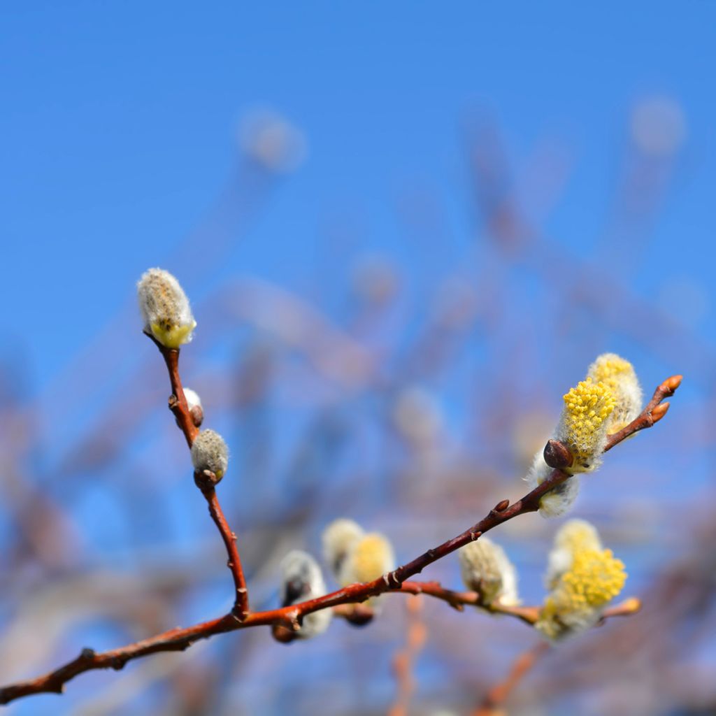 Saule marsault tortueux pleureur Curly Locks - Salix caprea