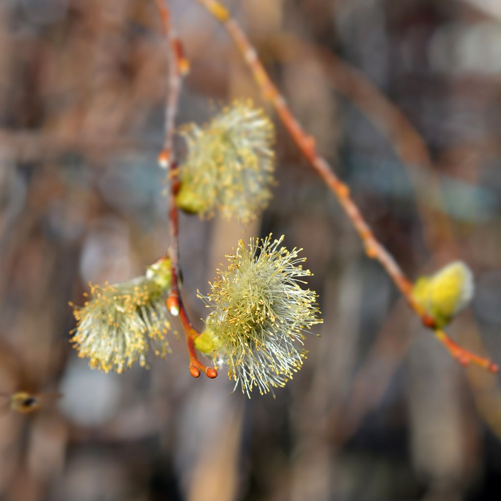 Saule marsault tortueux pleureur Curly Locks - Salix caprea