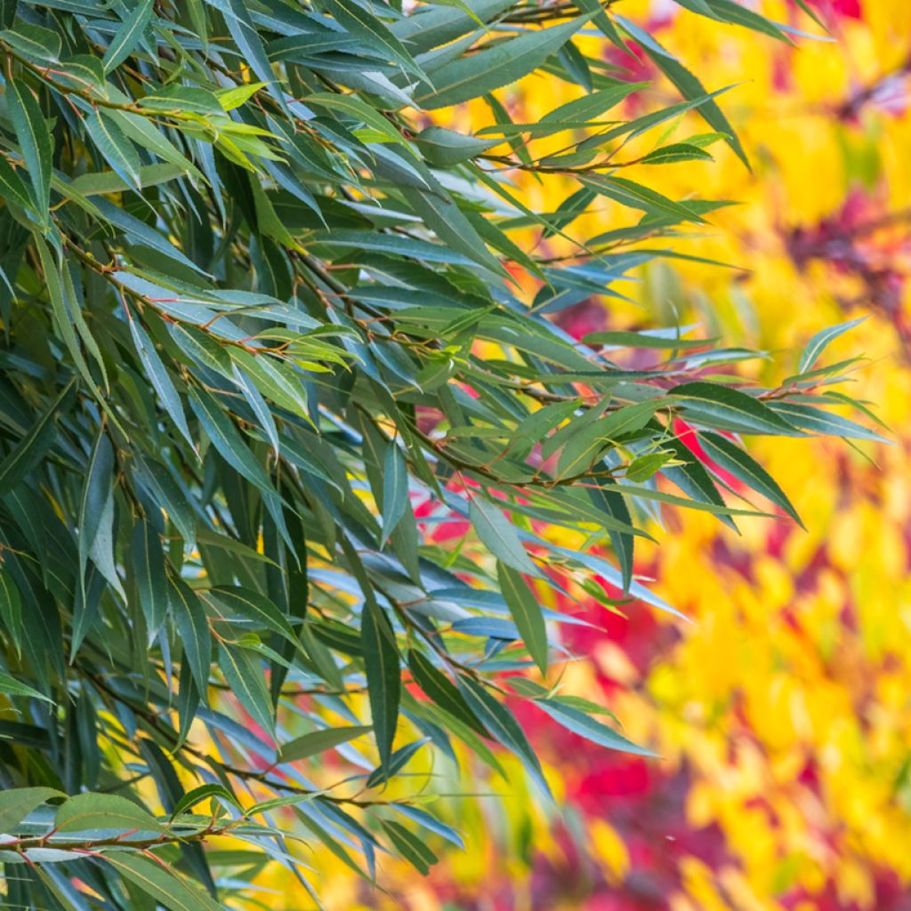 Salix fragilis - Saule fragile