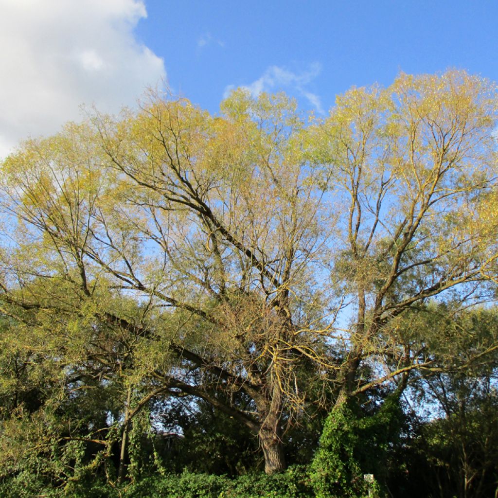 Salix fragilis - Saule fragile