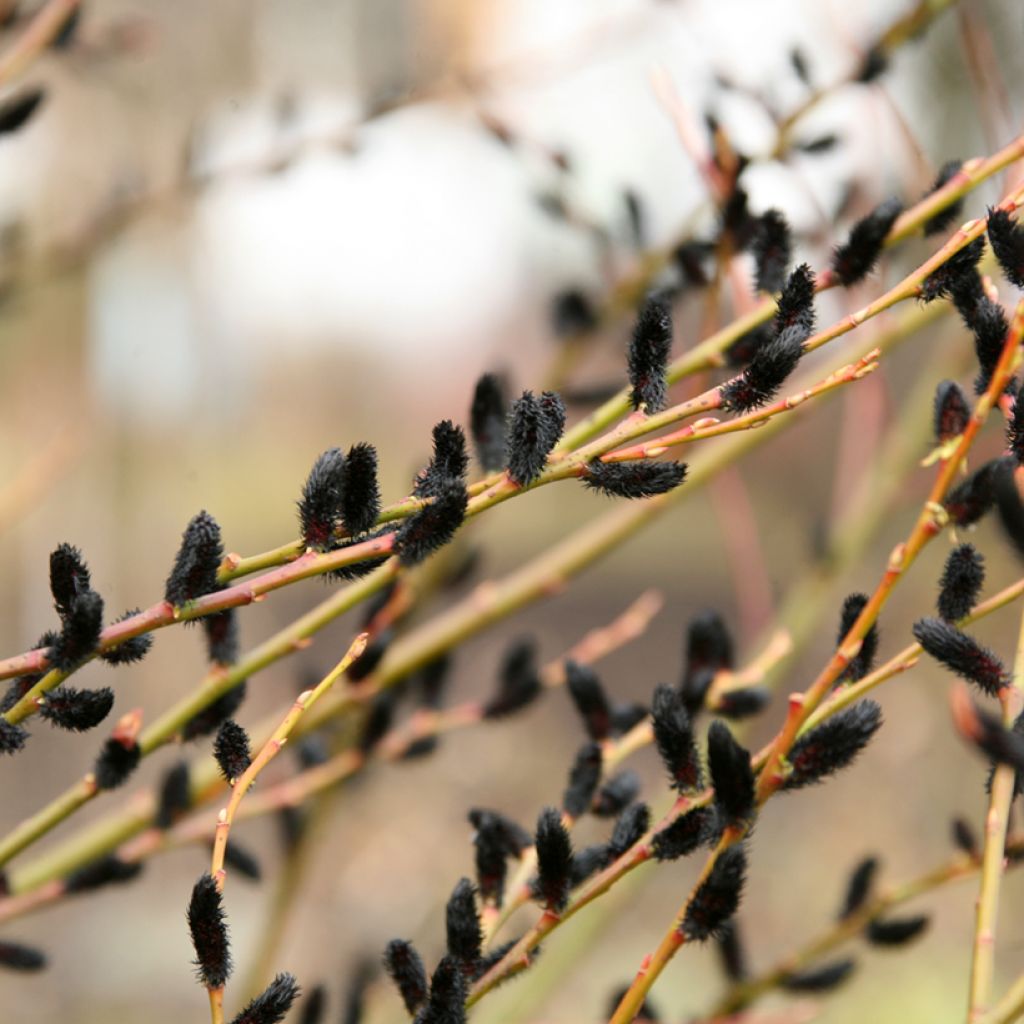 Saule Griffe de Loup - Salix gracilistyla Melanostachys