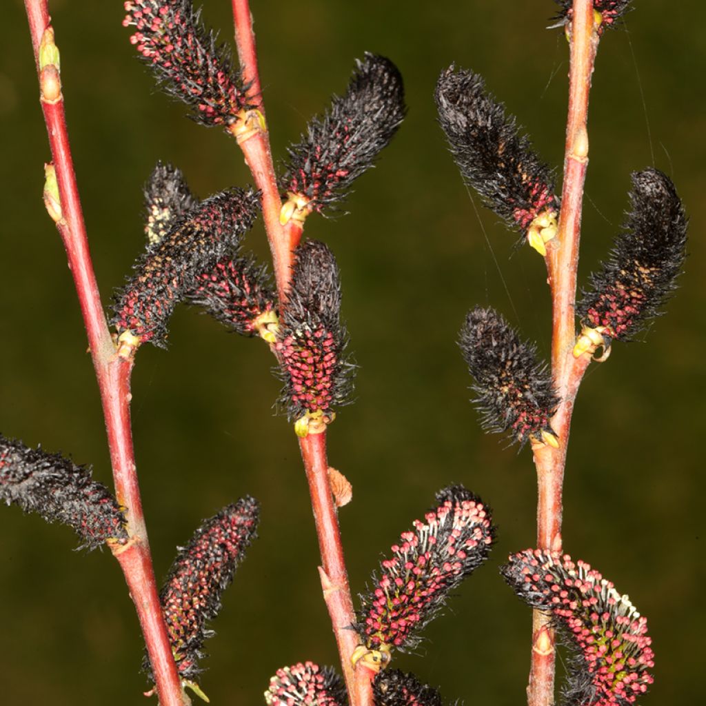 Saule Griffe de Loup - Salix gracilistyla Melanostachys