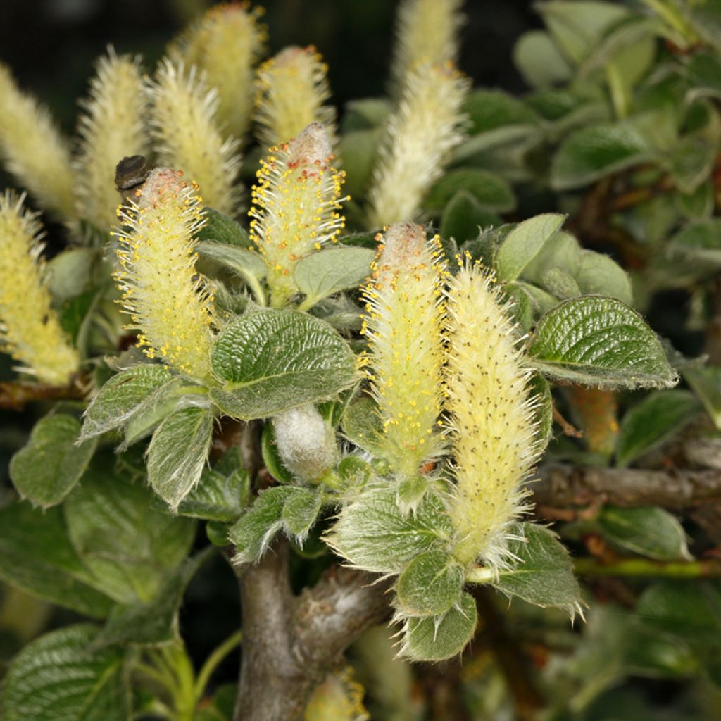 Saule rampant des îles Kouriles -Salix kurilensis