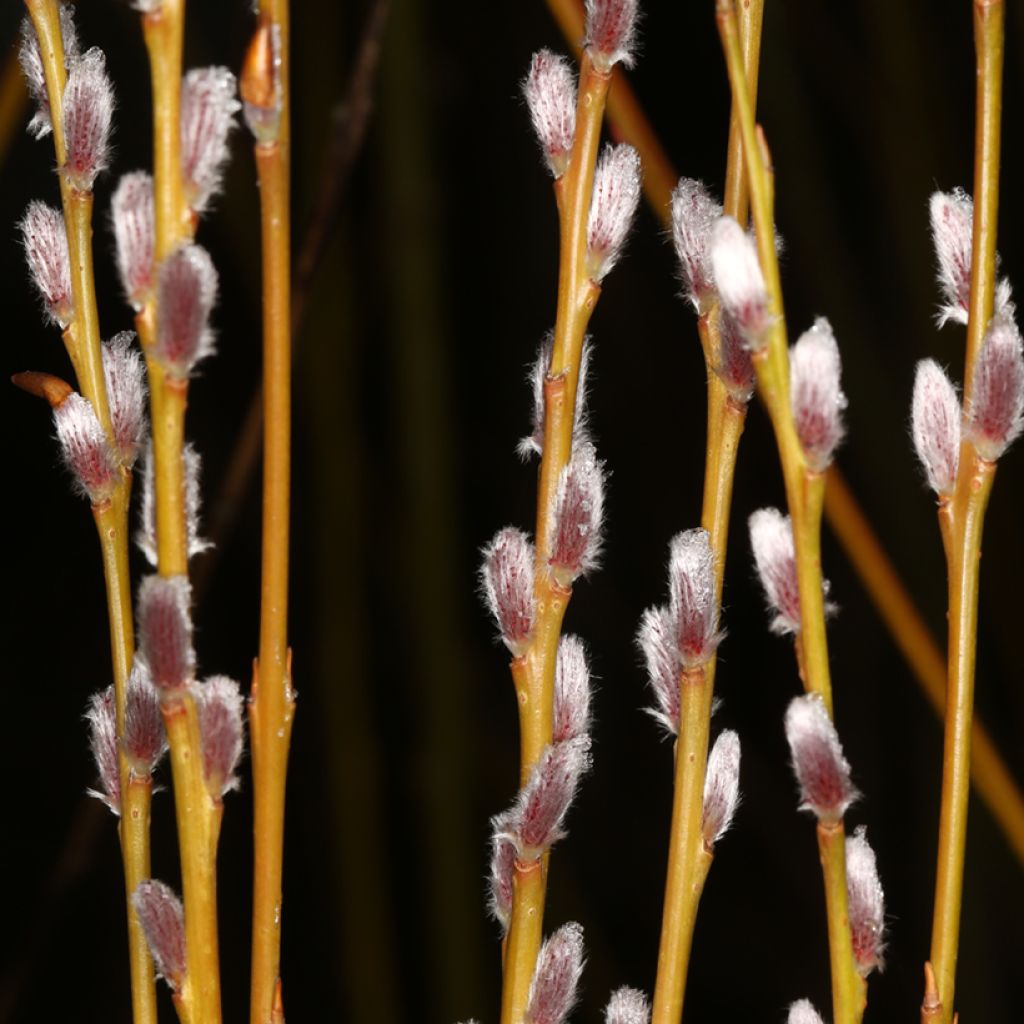 Osier rouge - Salix purpurea Howki