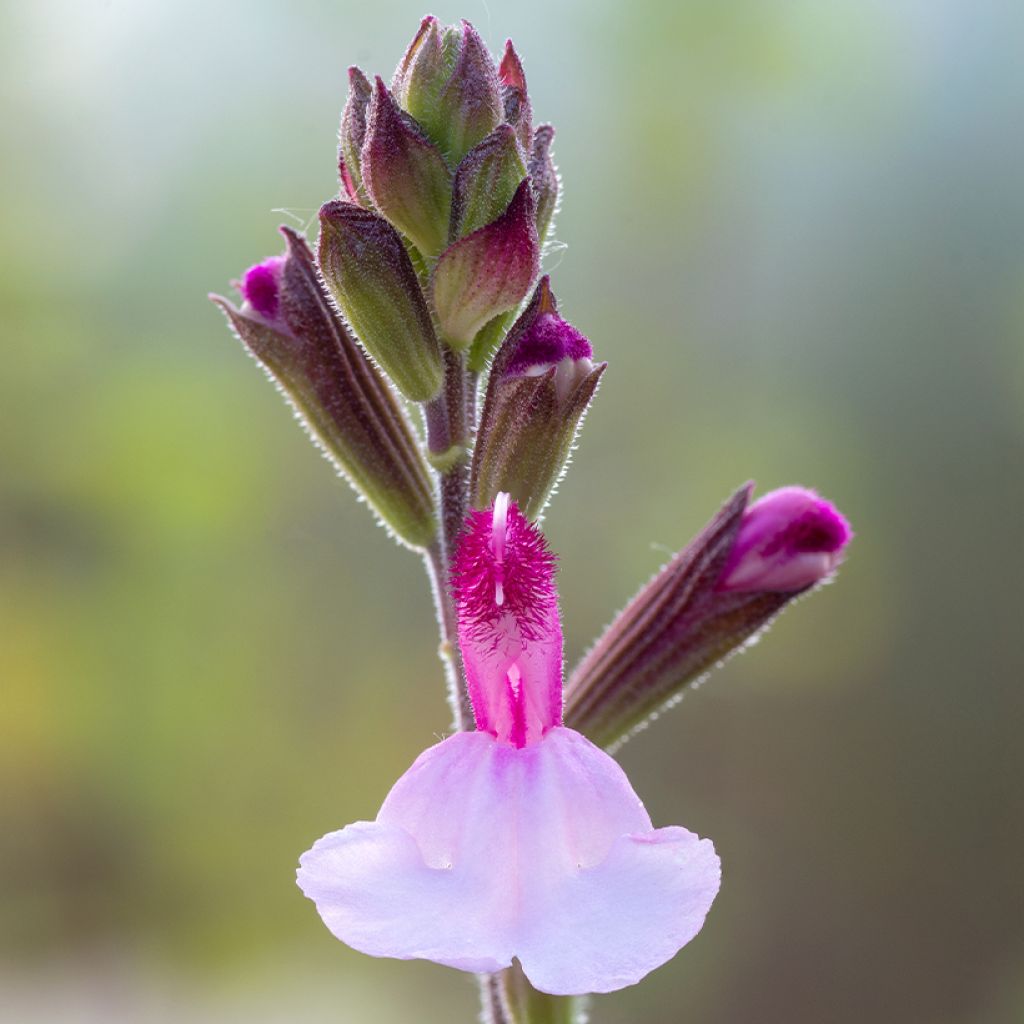 Salvia Dyson's Joy - Sauge arbustive