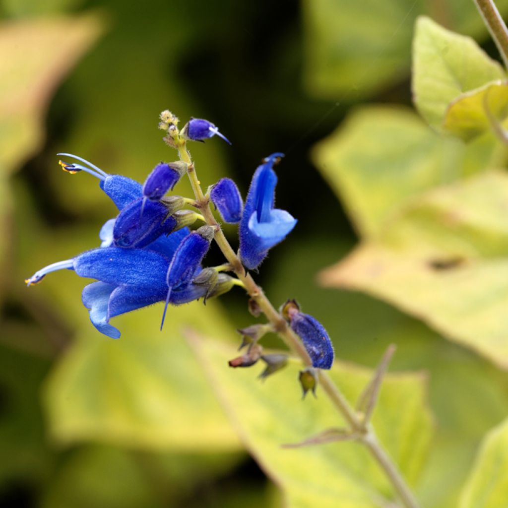 Salvia cacaliifolia - Sauge à feuilles de Cacalie