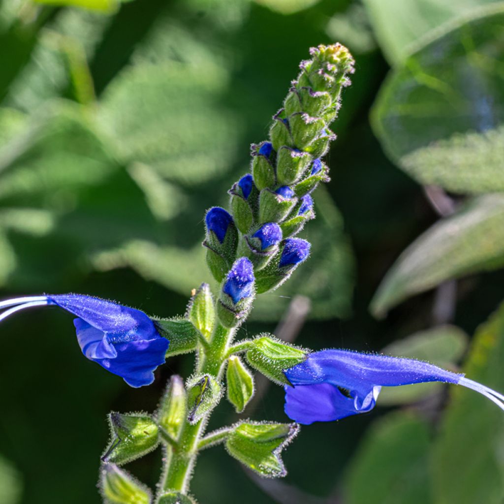 Salvia cacaliifolia - Sauge à feuilles de Cacalie