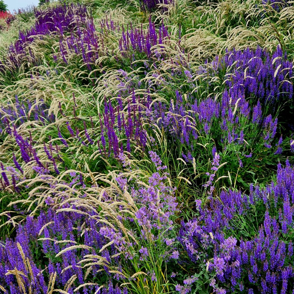Salvia nemorosa Mainacht - Sauge des bois bleu violet