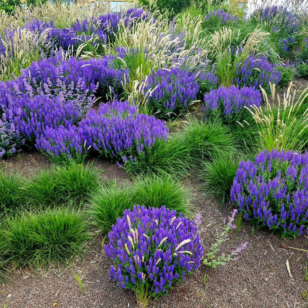 Salvia nemorosa Mainacht - Sauge des bois bleu violet