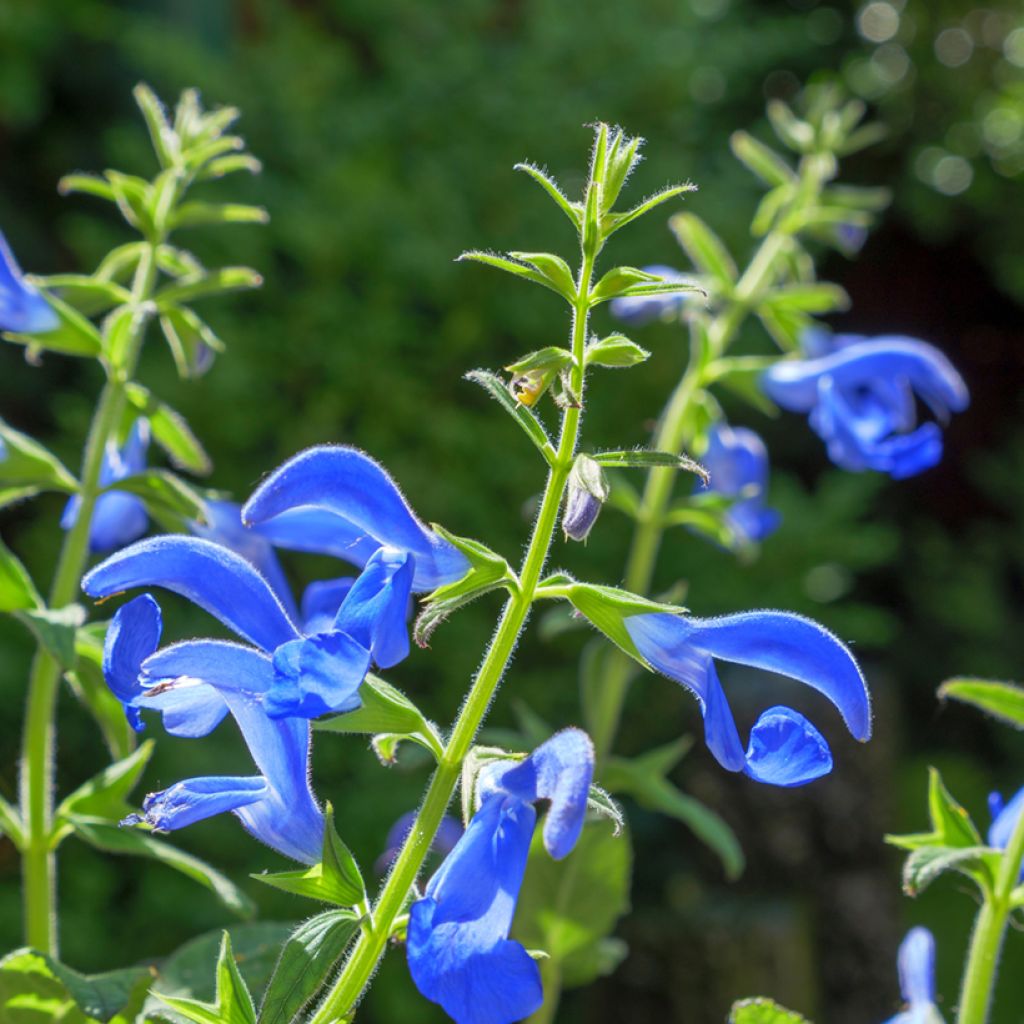 Salvia patens - Sauge gentiane