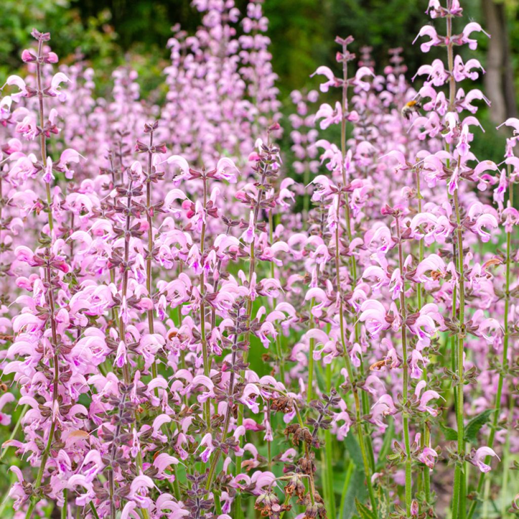 Salvia pratensis Eveline - Sauge des près