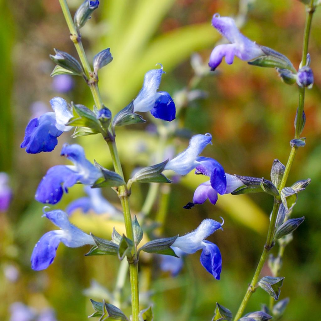 Salvia reptans West Texas form - Sauge cobalt 