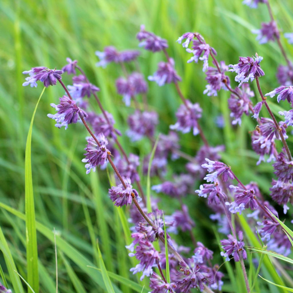 Salvia verticillata Hannay's Blue - Sauge verticillée.