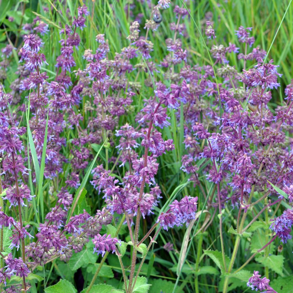 Salvia verticillata Hannay's Blue - Sauge verticillée.