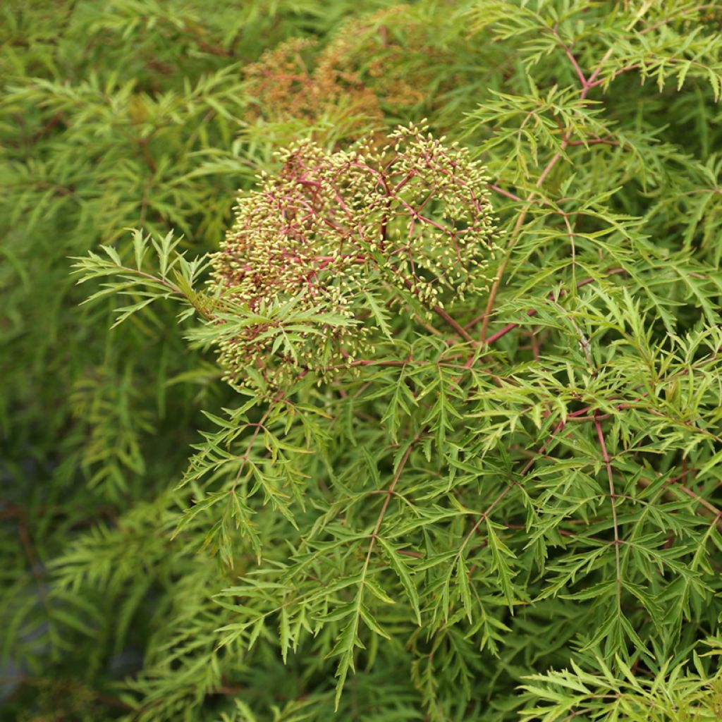 Sureau du Canada - Sambucus canadensis Acutiloba