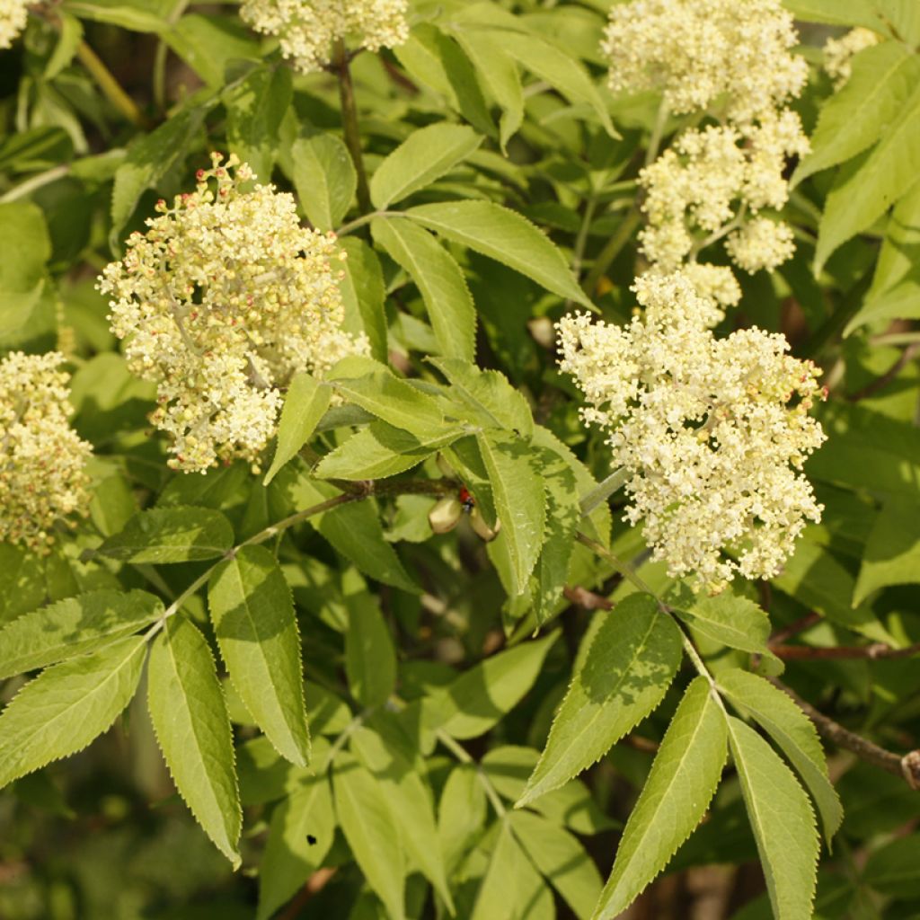 Sureau de Miquel - Sambucus miquelii