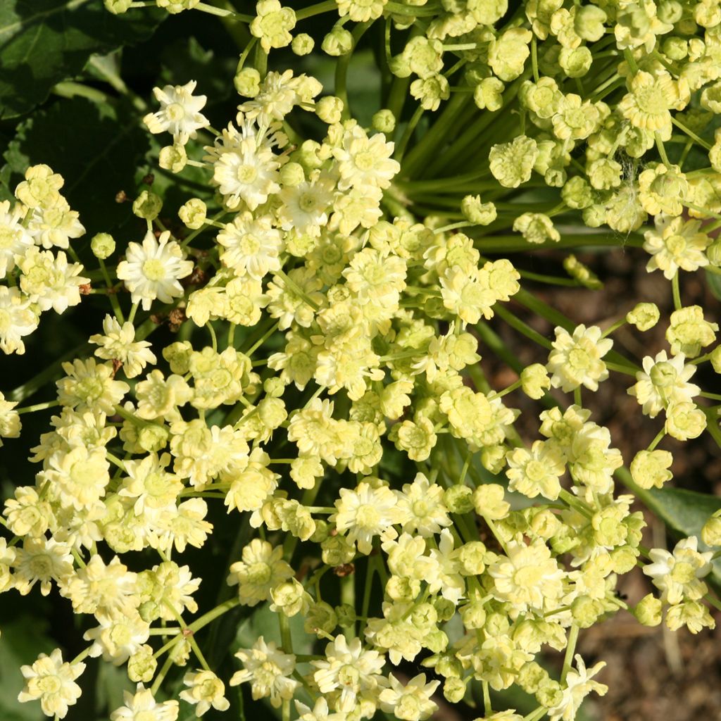 Sambucus nigra Monstrosa - Sureau noir