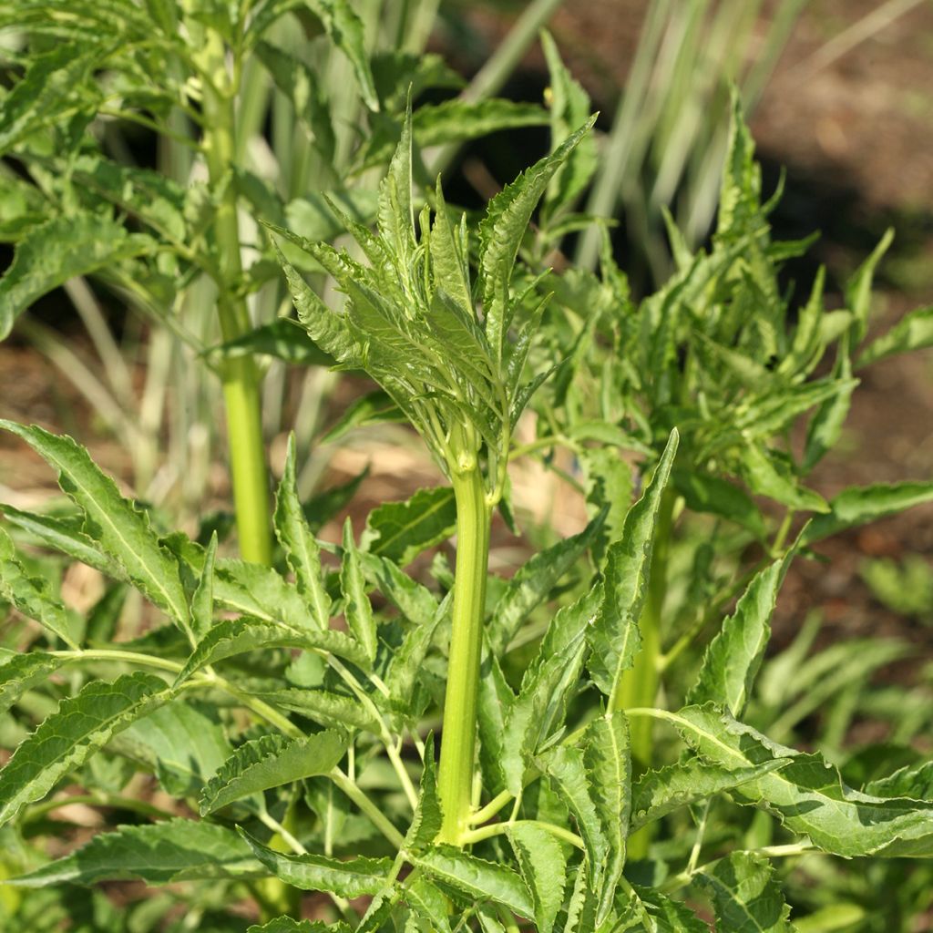 Sambucus nigra Monstrosa - Sureau noir