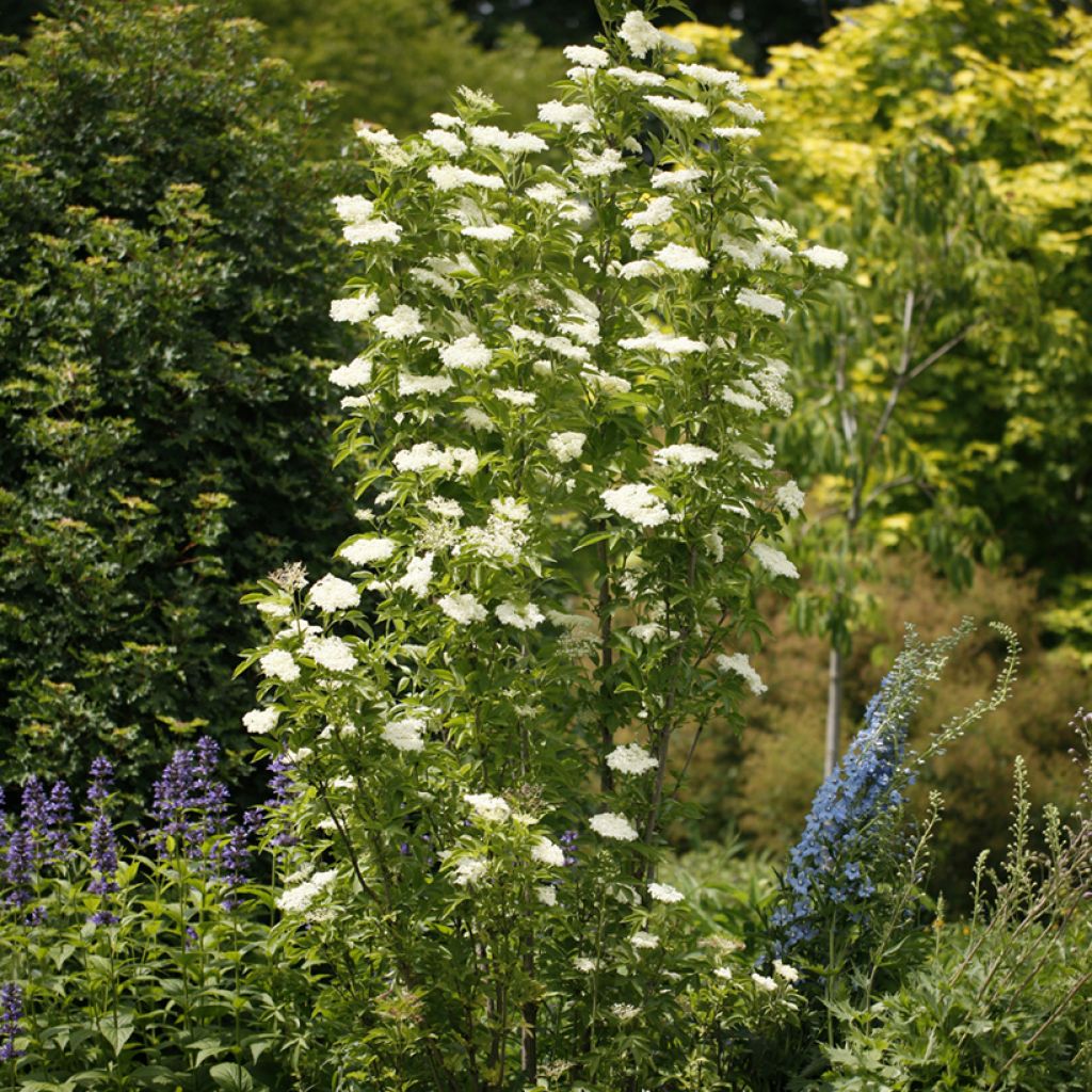 Sureau noir - Sambucus nigra Obelisk