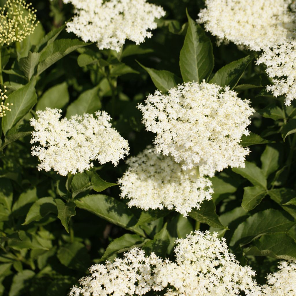 Sureau noir - Sambucus nigra Obelisk